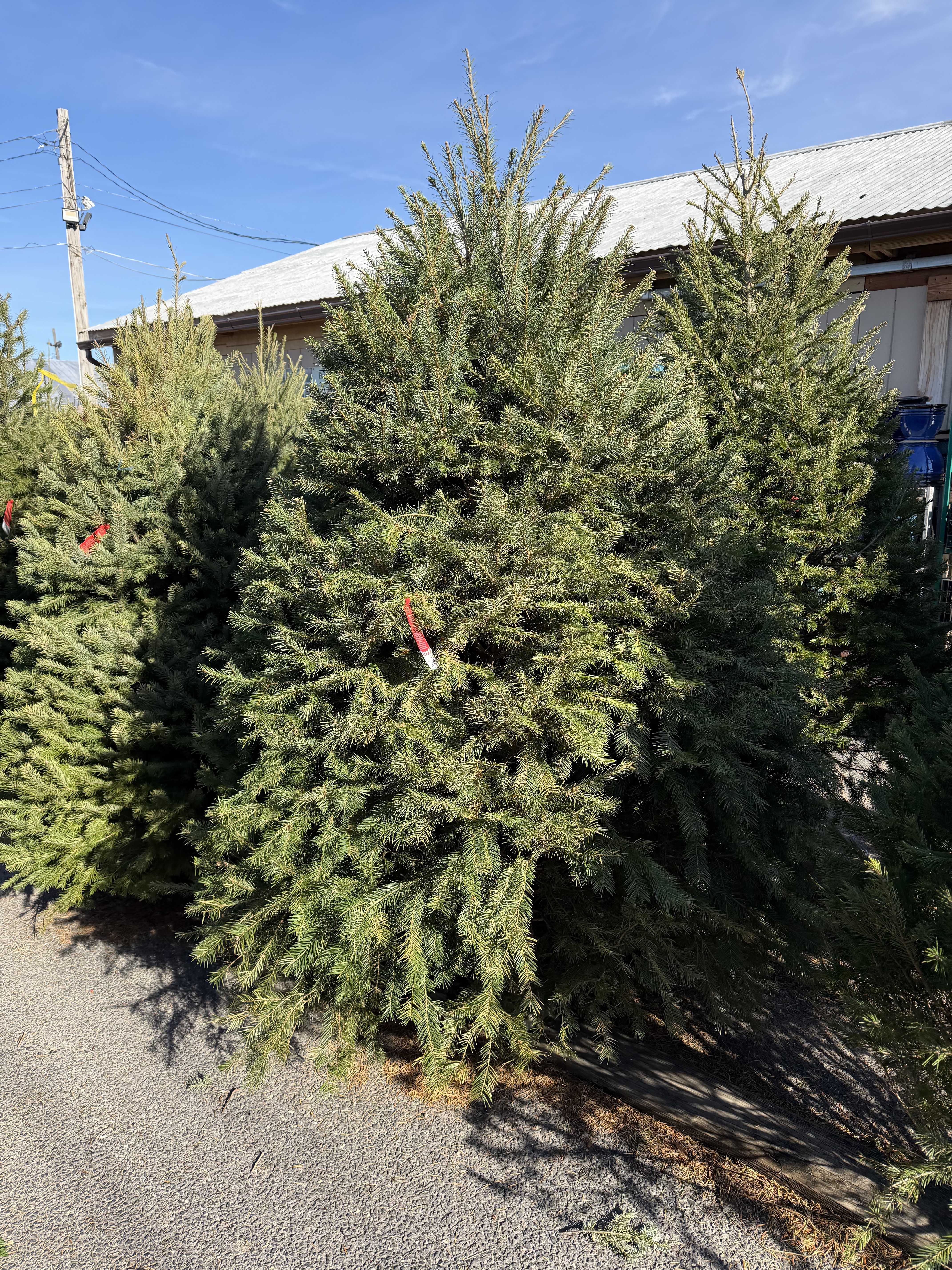TREES DOUGLAS FIR 6-8FT
