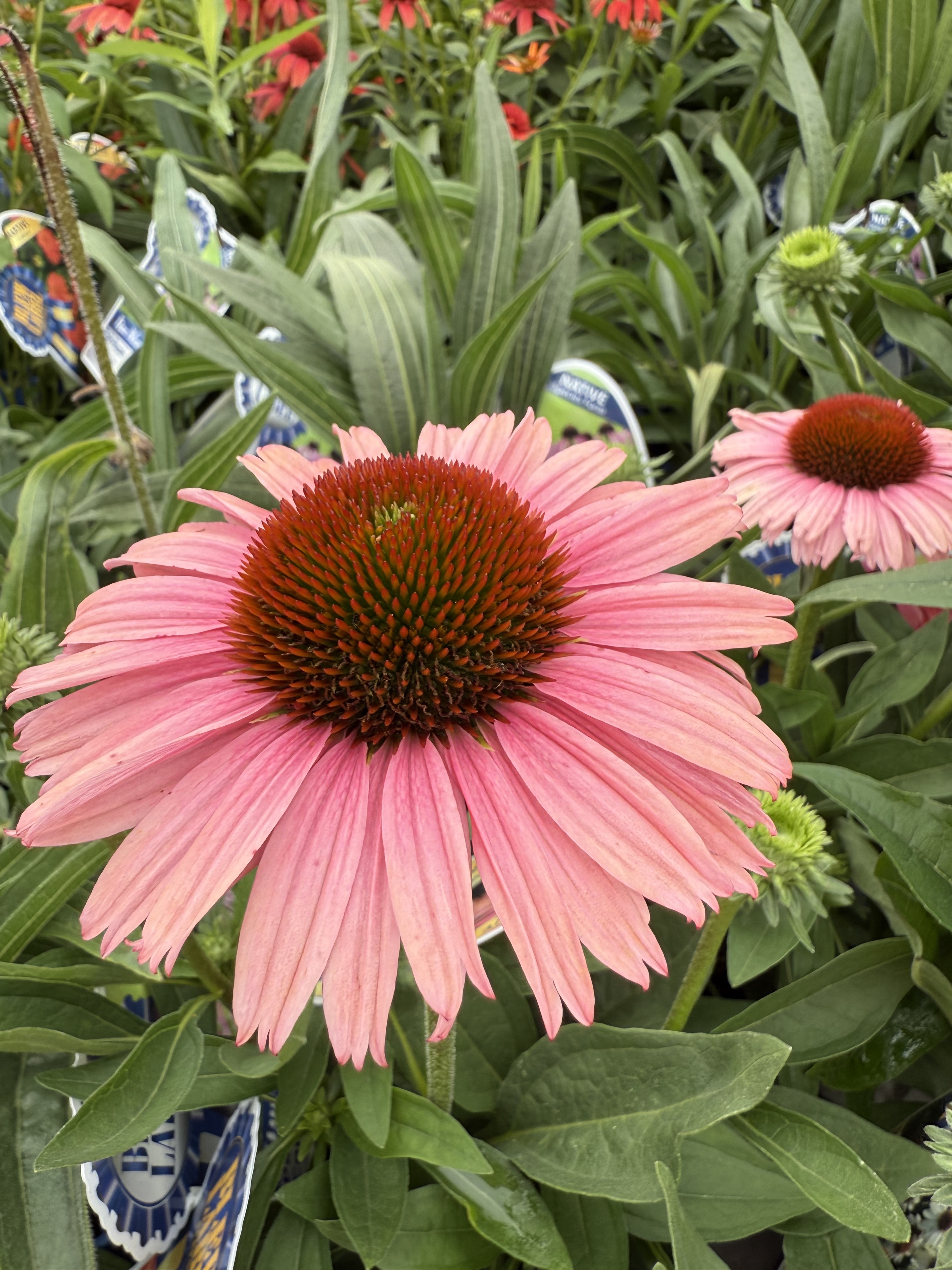 Center #1 ECHINACEA RAINBO