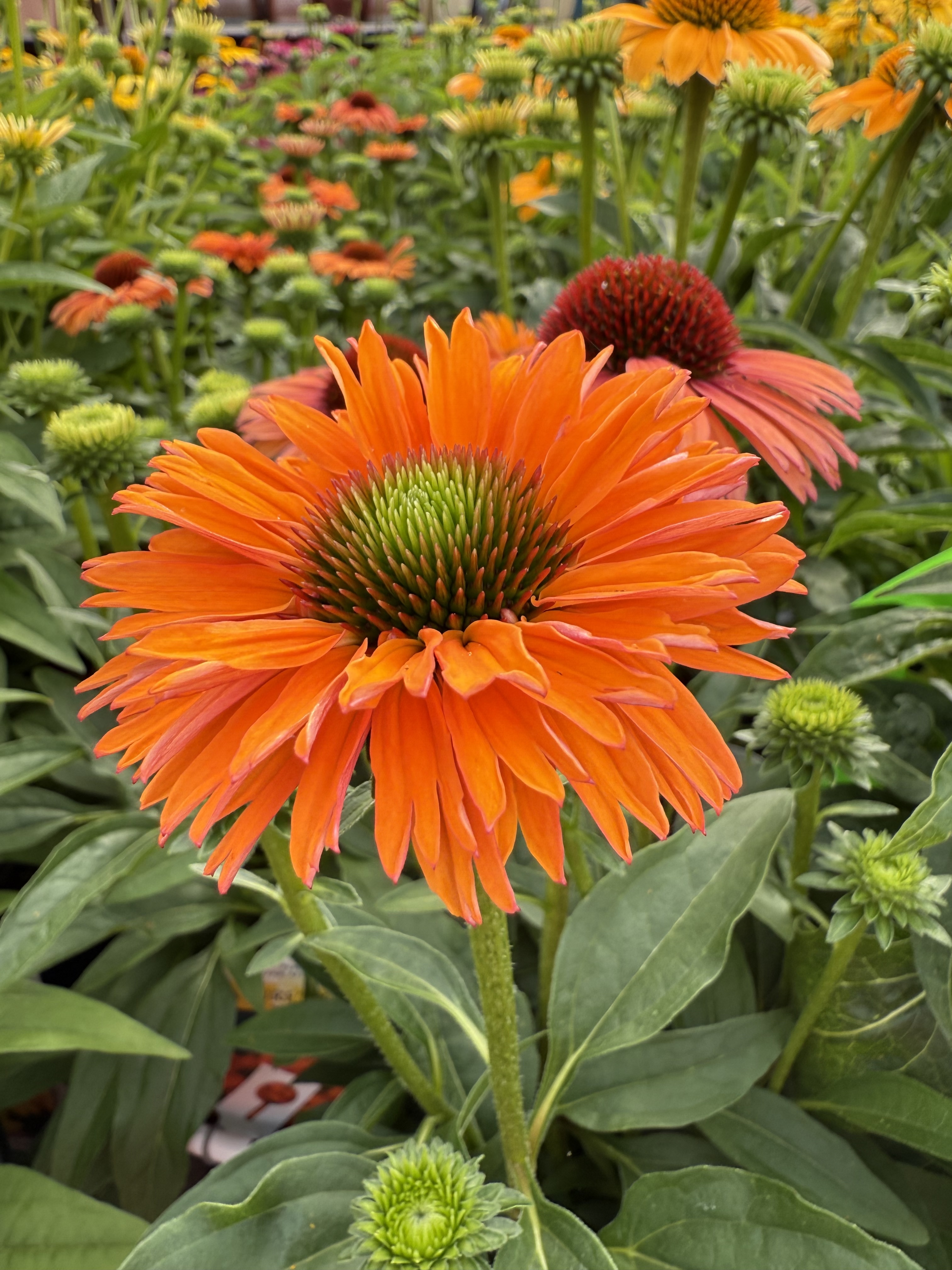 MEDFORD #1 Ech Sun Mineola