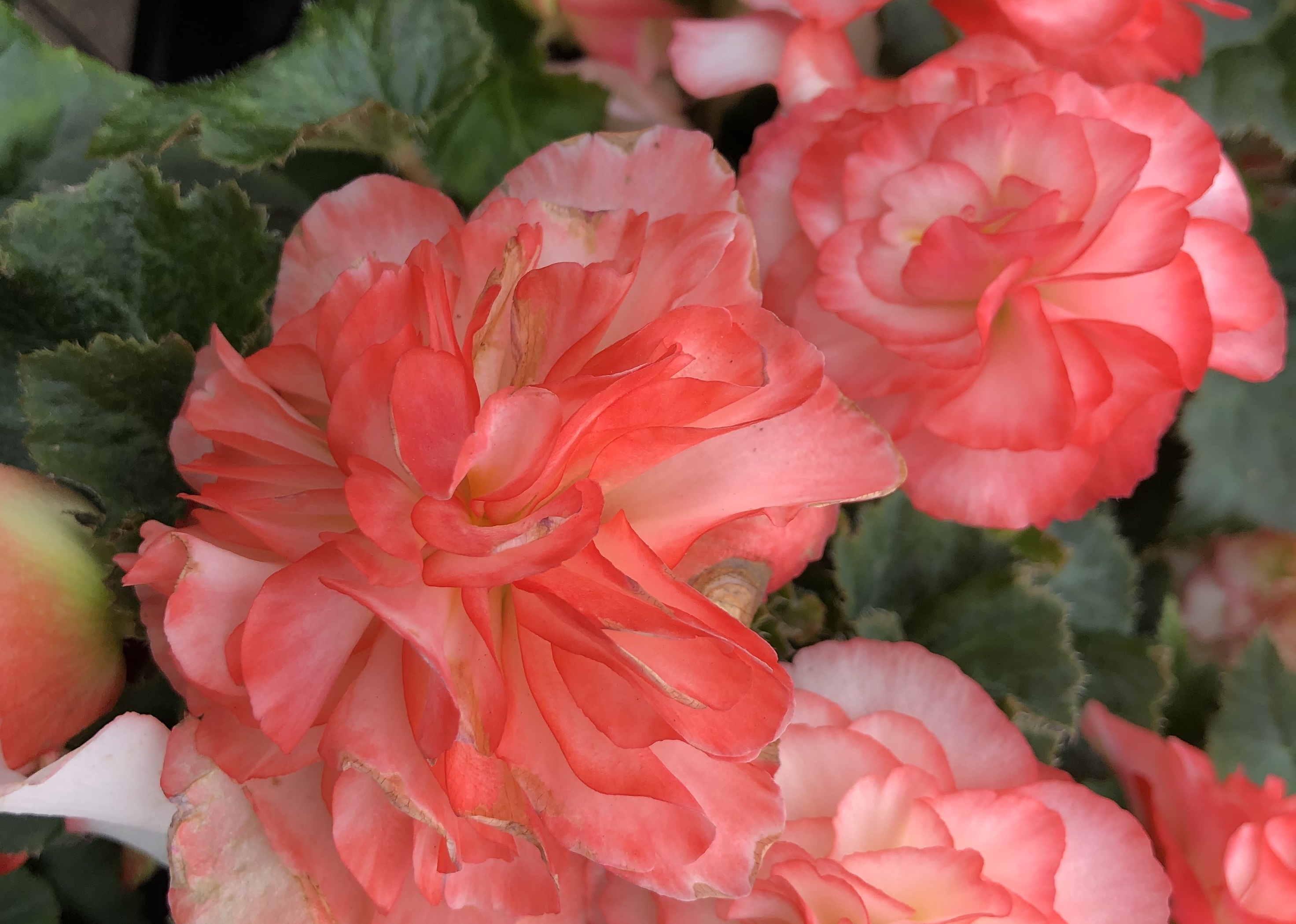 annuals